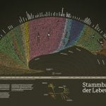 Der Stammbaum der Lebewesen als schönes Plakat. Darwin hatte Recht